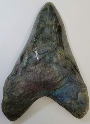 Realistic 7.4" Carved Labradorite Megalodon Tooth - Replica